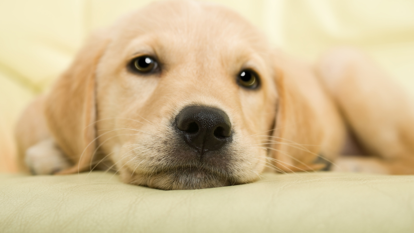 Integriertes Fenster-Alarmsystem bei WERU Kunststofffenstern zur Erkennung von Einbruchsversuchen
